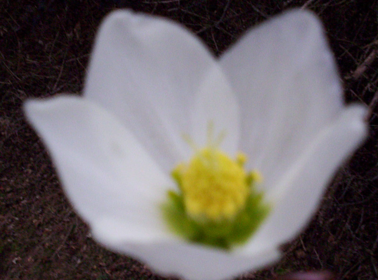 Foto n° 18 del trekking Tre Faggi │ Fuipiano